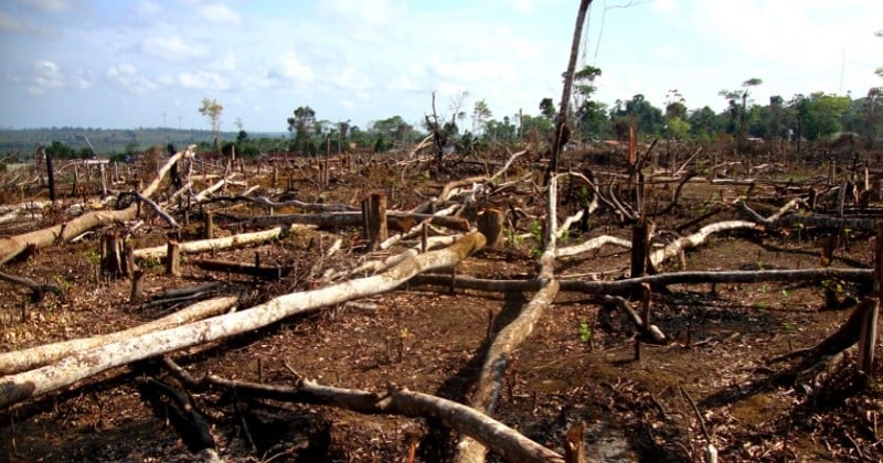 « Les gardiens de la forêt » ou quand les Indiens du Brésil prennent le maquis pour sauver l'Amazonie