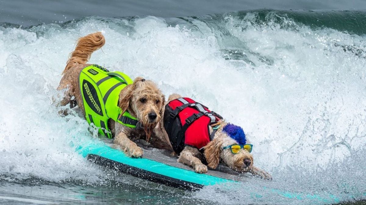 Des chiens font du surf