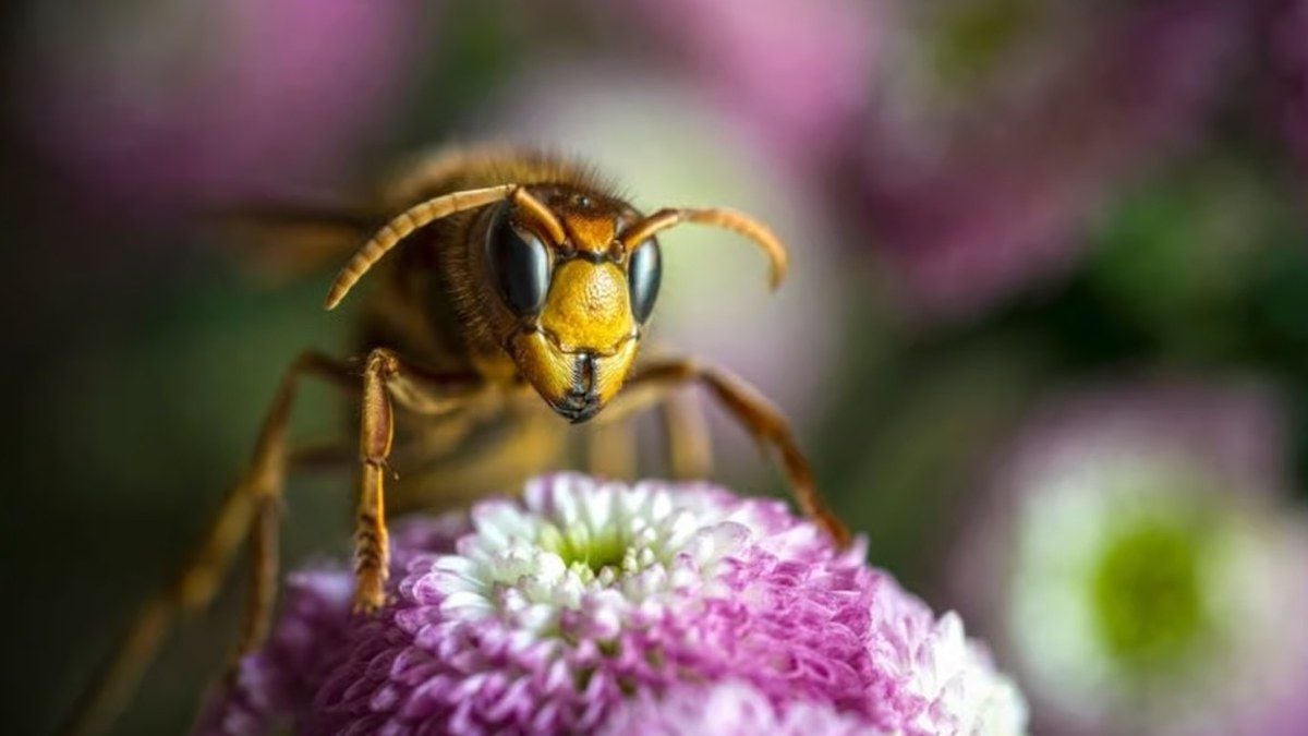 Ne mettez pas cette plante exotique dans votre jardin, c'est un aimant à frelons asiatiques 