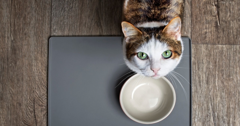 Combien de temps un chat peut-il rester sans manger ?
