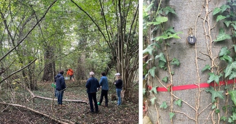 Une forêt cinéraire va être créée en Alsace, pour permettre aux défunts de reposer en pleine nature