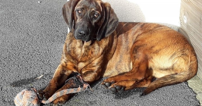 Les pompiers de Vannes retrouvent leur chienne Onnie qui avait été enlevée 