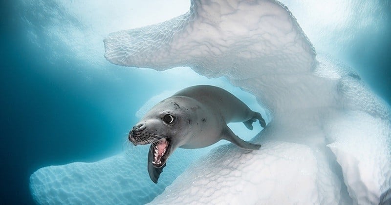Toute la beauté des abysses sublimée à travers ces photos récompensées au concours « Ocean Art »