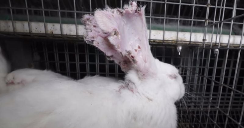 Horreur dans un élevage de lapins en Bretagne, une plainte déposée après la diffusion d'images terribles