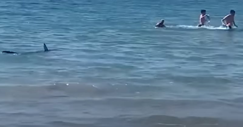 Vidéo : un requin sème la panique sur une plage à Alicante