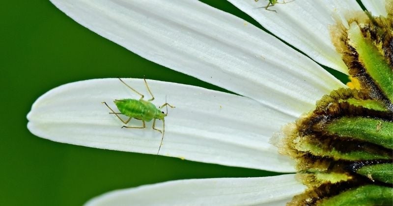 12 techniques pour faire un anti-pucerons naturel 