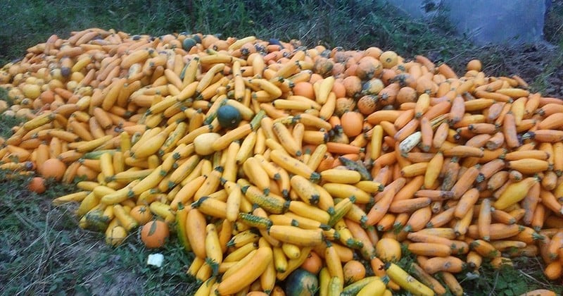 Des maraîchers poussent un coup de gueule après que leur fournisseur a rejeté leurs courgettes bio tachées 