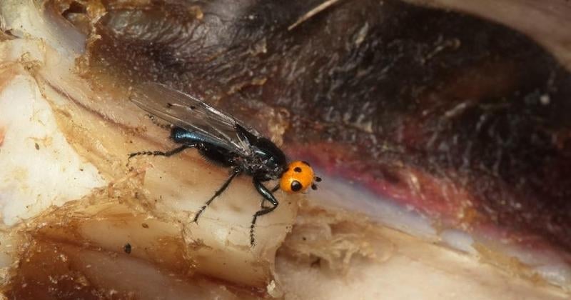 Considérée comme éteinte depuis 86 ans, cette mouche orange a été aperçue en France (PHOTOS)