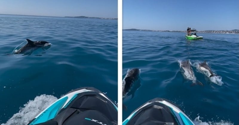 Les images magnifiques de la rencontre entre des jet-skis et une cinquantaine de dauphins