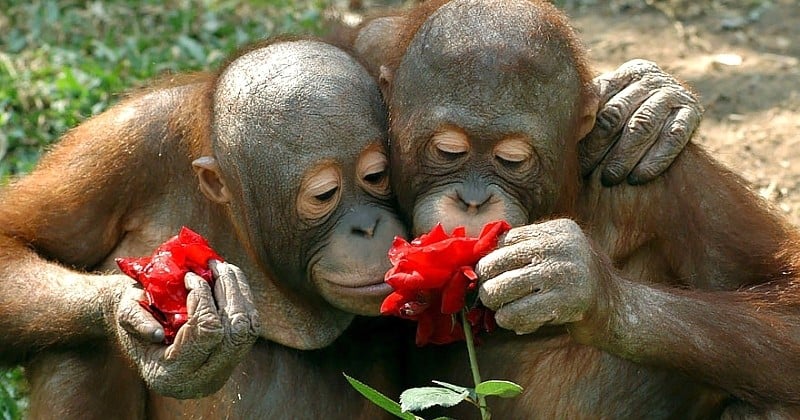 15 photographies exceptionnelles d'animaux en train de sentir des fleurs