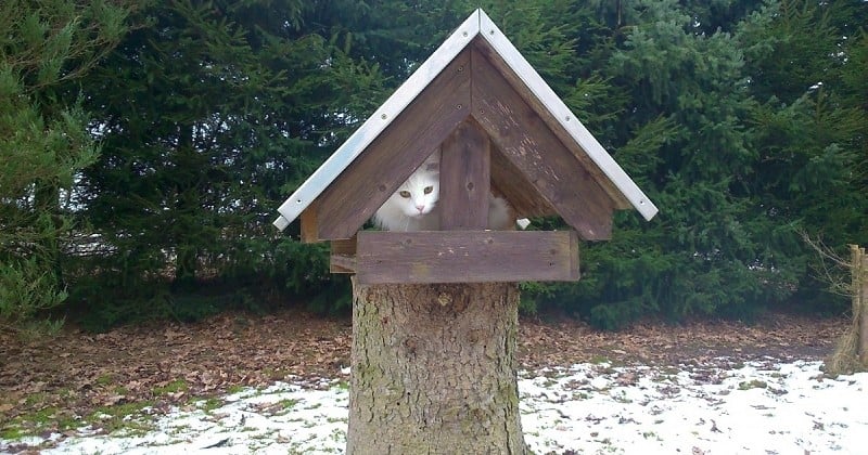 Dans cette commune, des personnes handicapées construisent des abris pour les chats errants