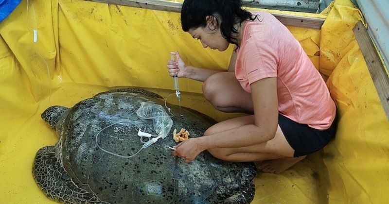 Voyager pour soigner les animaux : cette vétérinaire parcourt le monde pour préserver la faune sauvage