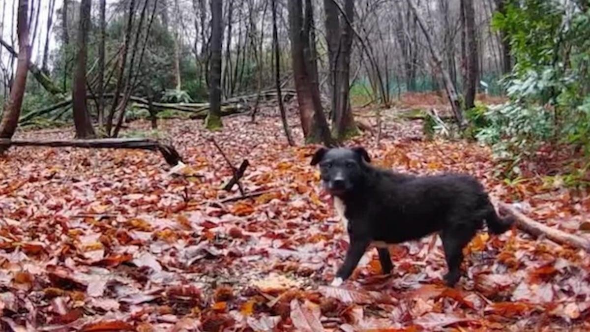 Disparue depuis 6 ans, cette chienne a vécu dans une forêt, où elle a été retrouvée vivante