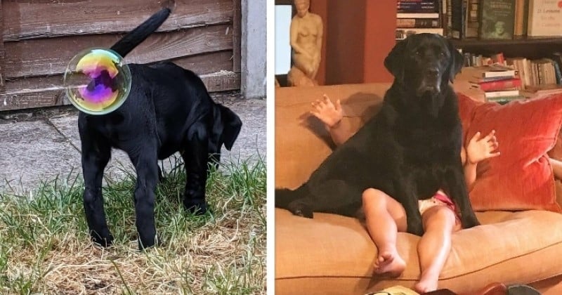 Ces deux labradors nommés grands gagnants du concours « Comedy Pet Photography Awards »