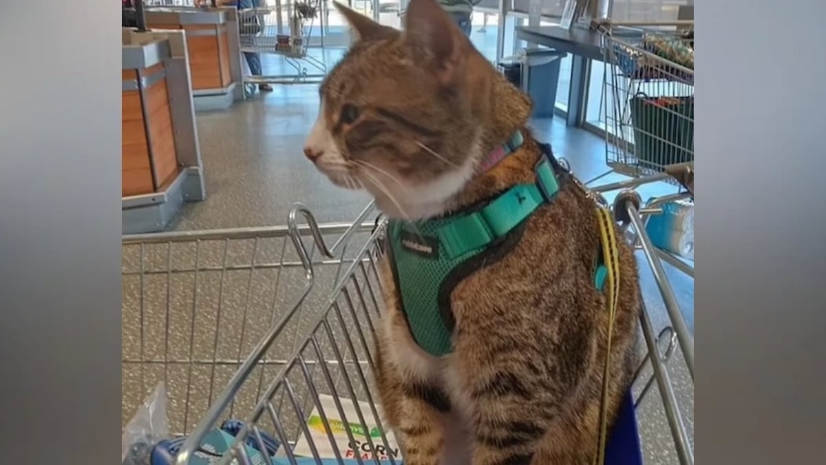 Cette photo d'un chat d'assistance dans un caddie de supermarché fait enrager les internautes