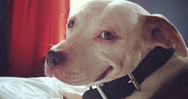 Depuis qu'il a été sauvé, ce Pit-Bull abandonné n'arrête plus de sourire !