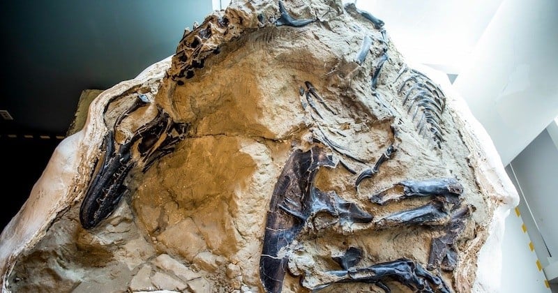 États-Unis : un fascinant fossile d'un T-Rex et d'un tricératops, morts enchevêtrés, est sur le point de révéler ses secrets