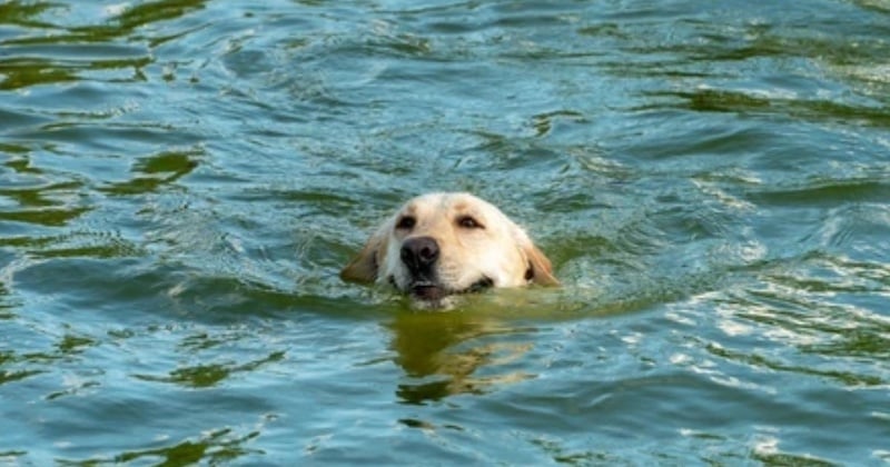 Bretagne : un chien a pu être sauvé de la noyade grâce à un pêcheur 