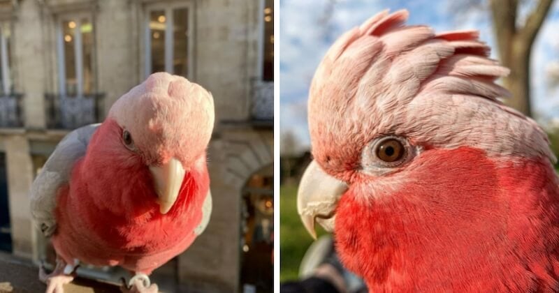 Ce perroquet au pelage rose a conquis le coeur des habitants de Bordeaux	