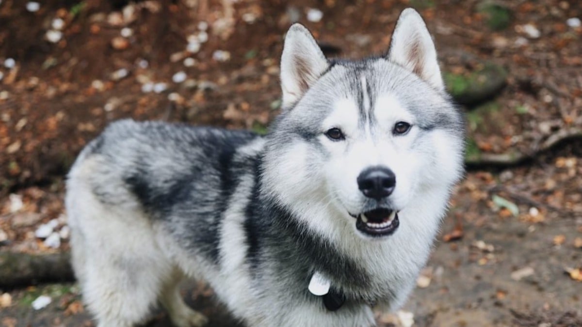 États-Unis : un husky détecte une fuite de gaz et sauve la vie de sa maîtresse 