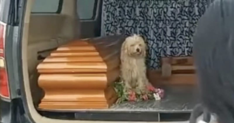 Endeuillé, ce chien refuse de laisser partir le cercueil de sa propriétaire décédée	