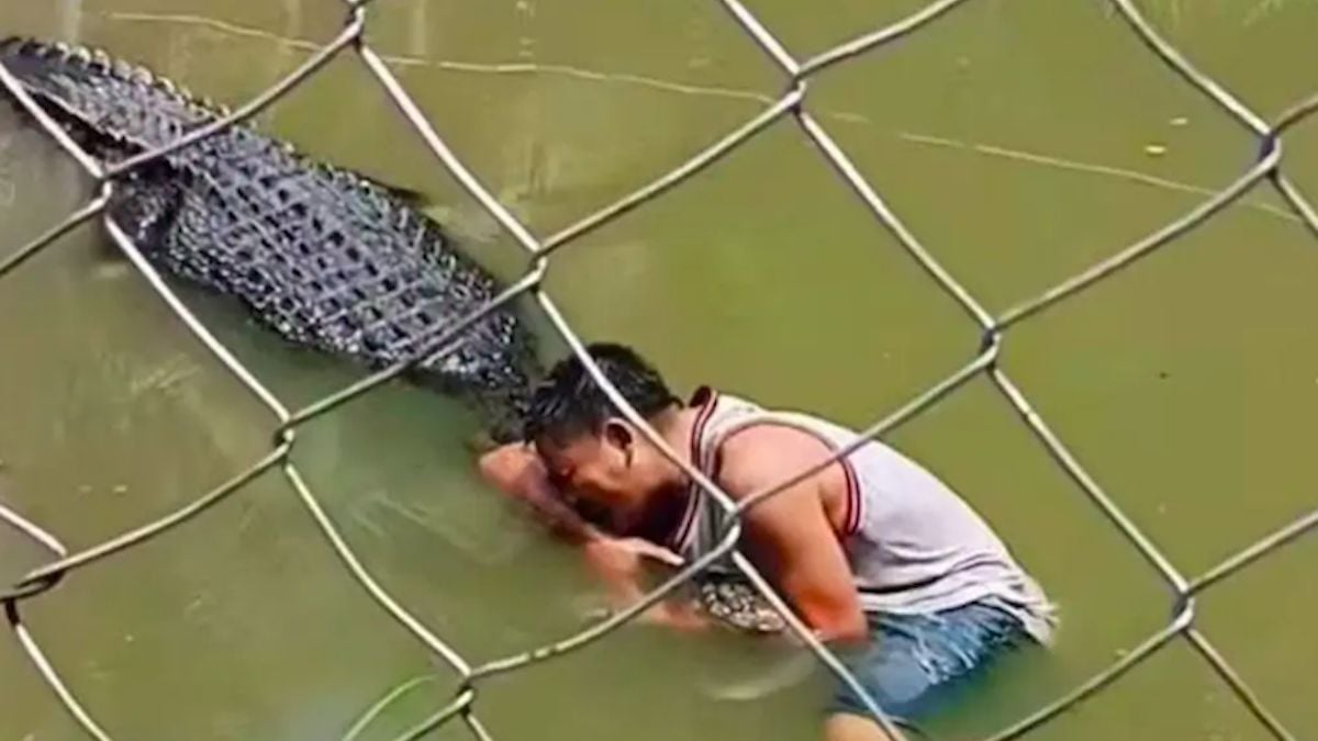 Un touriste se fait attaquer par un crocodile pour un selfie, il pensait que c'était une “statue”