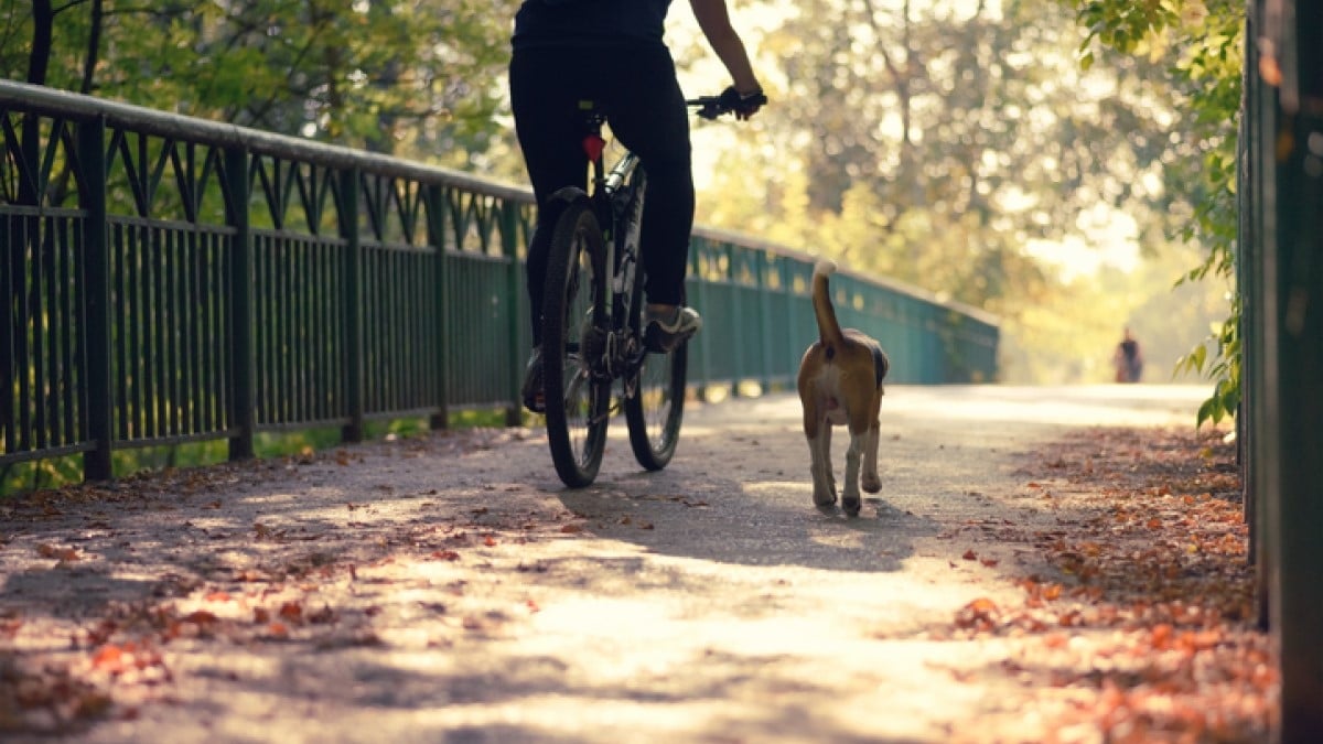 Depuis 3 ans, ce SDF fait le tour de France à vélo avec son chien