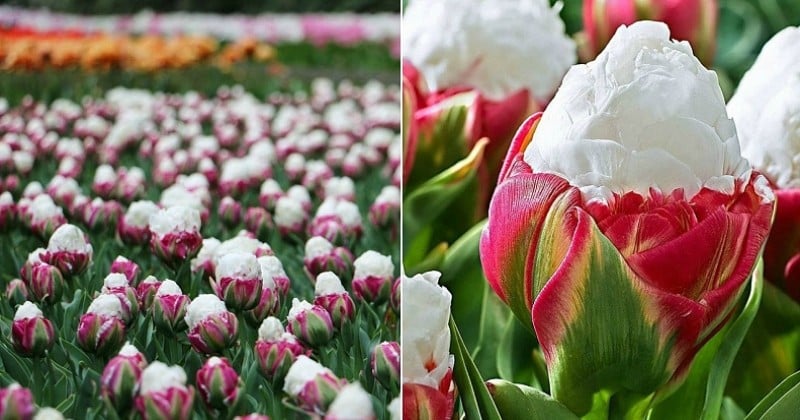 Vous aimez les tulipes et la glace ? Cette variété unique est faite pour vous