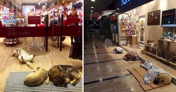 En Turquie, ces chiens abandonnés ont pu se réchauffer et passer la nuit dans ce centre  commercial, où des anonymes leur ont donné des couvertures... Trop mignon !