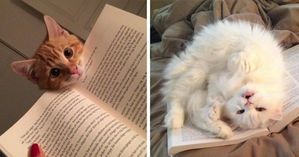 20 photos qui prouvent que les chats détestent la lecture !