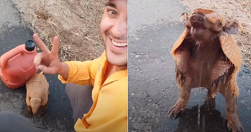 Brésil : il s'arrête sur le bord de la route et sauve la vie d'un petit tatou en détresse