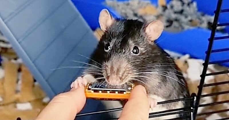 Vidéo : ce rat a un véritable talent pour jouer de l'harmonica, et les internautes sont tombés sur son charme