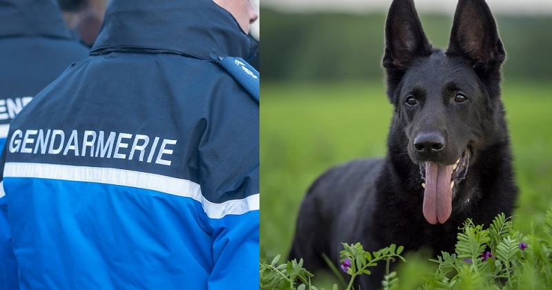 Une randonneuse de 69 ans qui s'était égarée dans les bois en pleine nuit a été sauvée par un chien de la gendarmerie