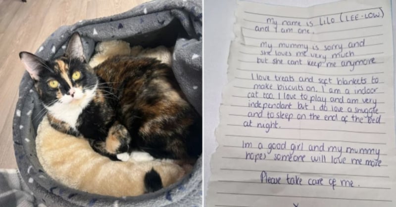 Un chat a été abandonné dans un refuge avec une lettre déchirante écrite par son ancienne maîtresse 