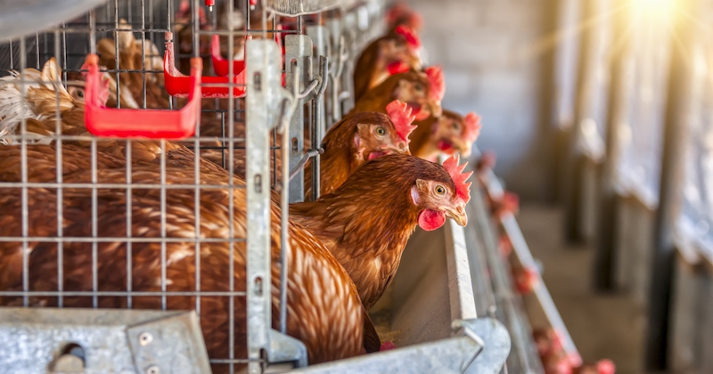 Lot-et-Garonne : 10 000 poules pondeuses destinées à l'abattoir ont besoin d'un nouveau foyer 