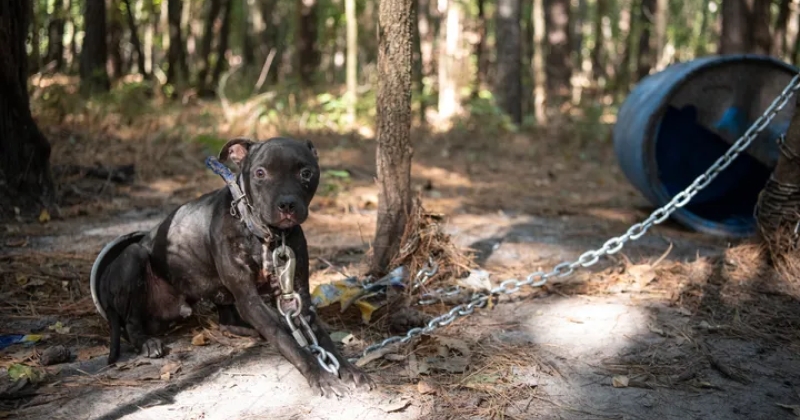 305 chiens sauvés d'un réseau de combats clandestins, ils étaient enchaînés, sans eau ni nourriture et dans un état inquiétant