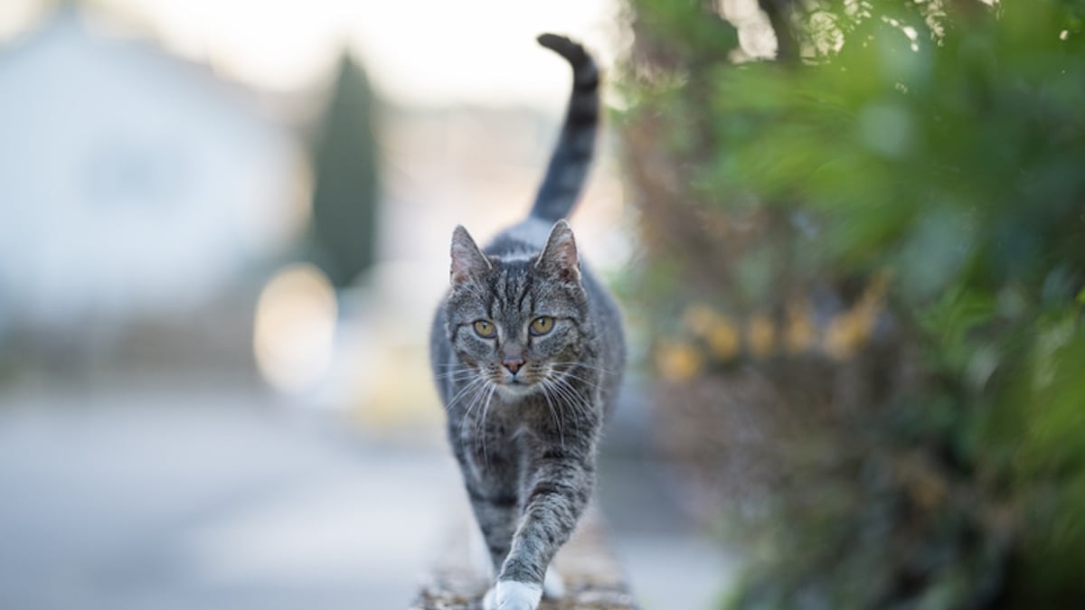 “Libérez mes chats !” : un couple harcelé par une voisine qui les soupçonne d'avoir mangé son chat