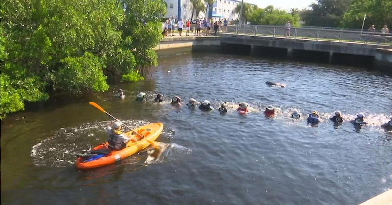 Des sauveteurs forment une chaîne humaine pour sauver 4 dauphins coincés dans un canal