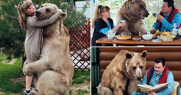 Il joue au foot, arrose les plantes, prend le thé et regarde la télé... Cet ours vit avec ce couple, et c'est tout à fait normal (pour eux) !