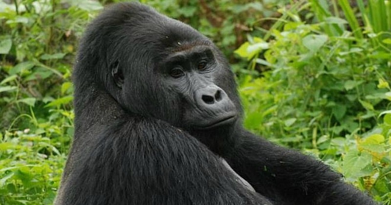 Ouganda : le braconnier qui a tué le gorille Rafiki écope de 11 ans de prison