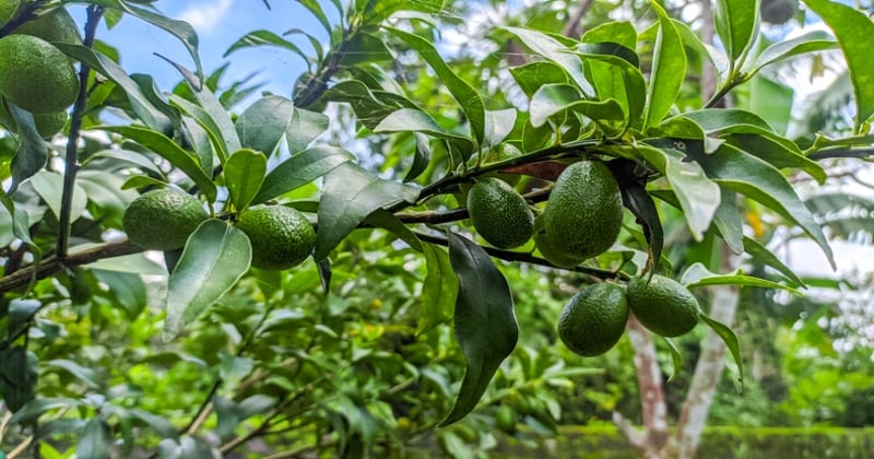 Comment faire pousser un avocatier en bonne santé ?