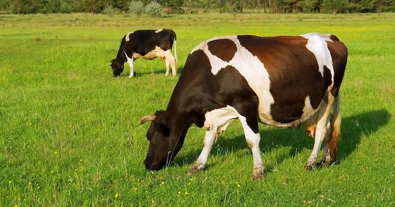 En Bretagne, deux vaches découvertes mutilées, l'une d'elles pourrait ne pas survivre