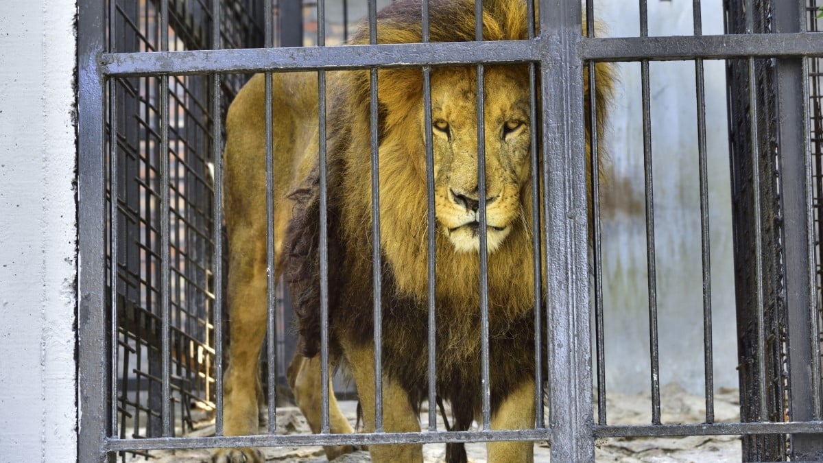 Le cirque Zavatta écope d'une lourde peine pour maltraitance animale sur 3 lions détenus illégalement