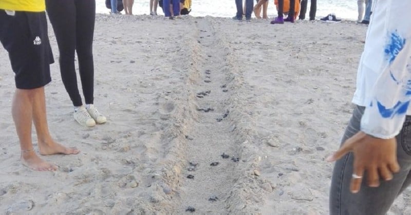 66 œufs de tortues marines éclosent sur une plage française, un phénomène exceptionnel