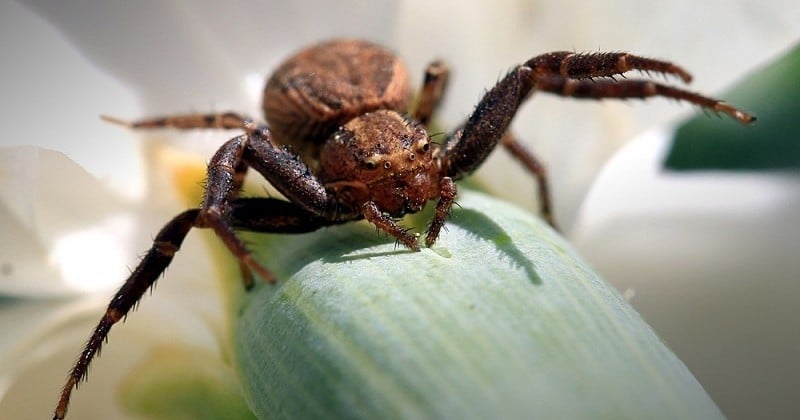 Des chercheurs australiens découvrent une protéine d'un venin d'araignée qui pourrait protéger le cerveau après un AVC