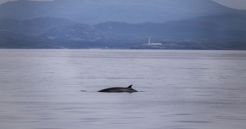 « C'était magnifique » : un rorqual échoué sur une plage a réussi à retourner à l'eau