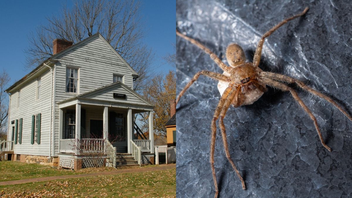 Ils découvrent que la maison qu'ils viennent d'acheter est habitée par... 2 000 araignées venimeuses