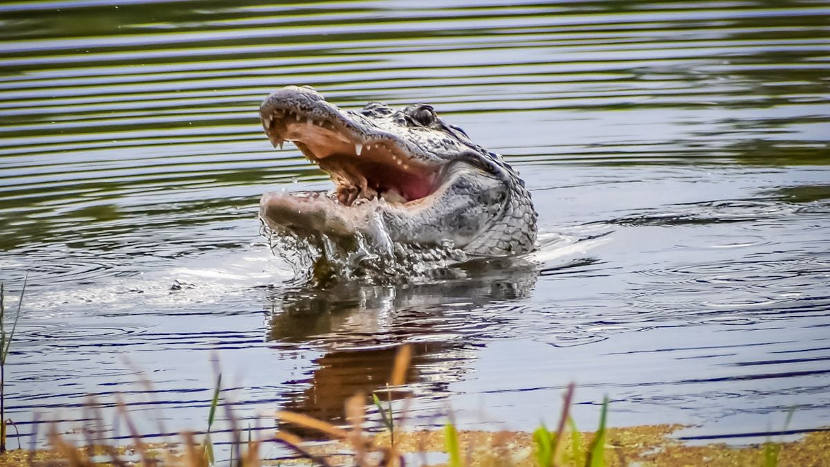 Un alligator dans l'eau 