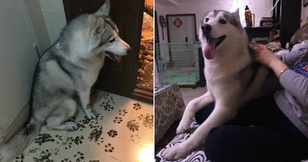 Après avoir vu ces photos vraiment traumatisantes, vous ne laisserez plus jamais votre chien seul à la maison !