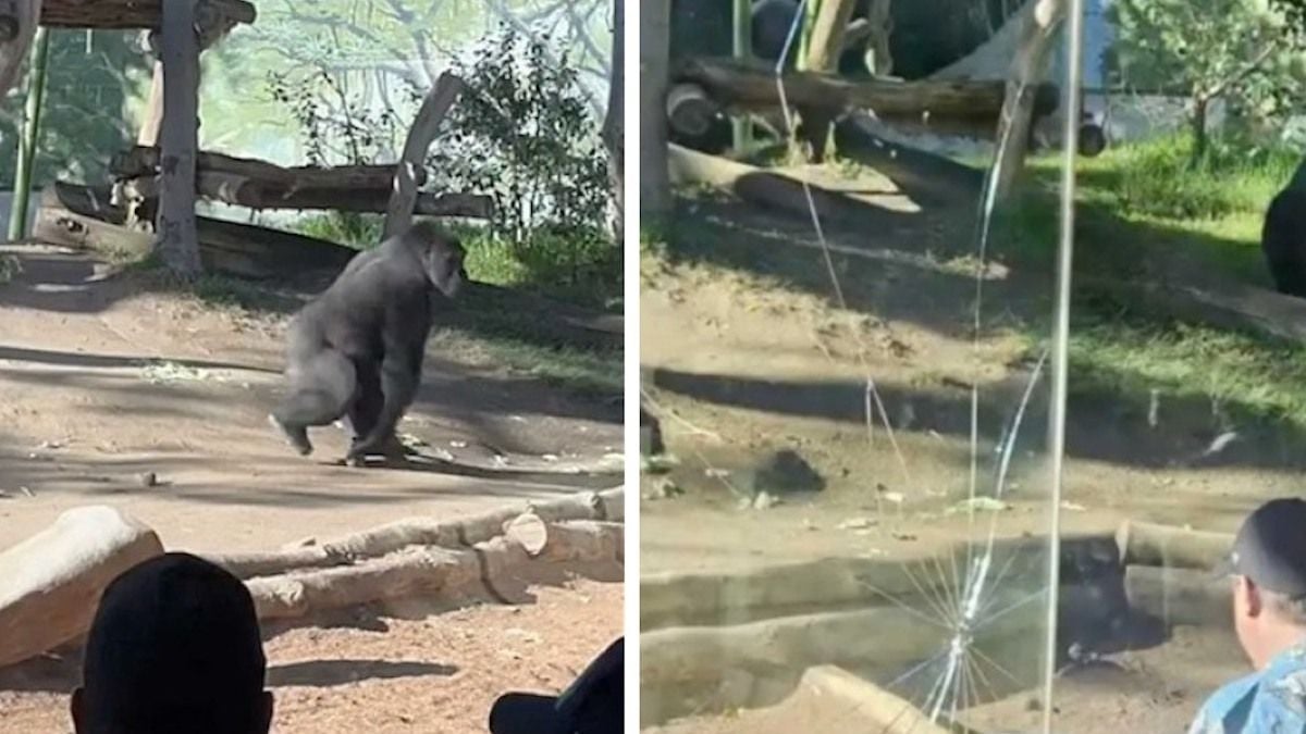 Captures d'écran montrant le gorille charger la paroi vitrée 